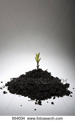 A shoot growing from a heap of soil View Large Photo Image Picture - A shoot growing from a heap of soil. Fotosearch