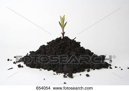 A shoot growing from a heap of soil View Large Photo Image Picture - A shoot growing from a heap of soil. Fotosearch