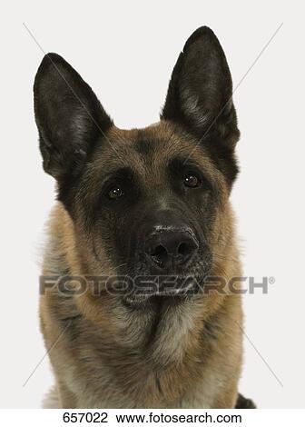 A German Shepherd View Large Photo Image Stock Image - A German Shepherd. Fotosearch