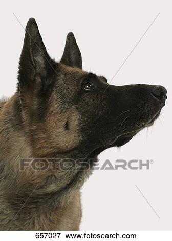 A German Shepherd View Large Photo Image Stock Photo - A German Shepherd. Fotosearch