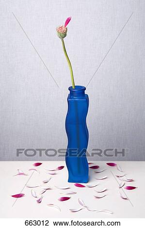 Stock Image - A Gerbera Daisy in a vase that has lost all its petals but one. Fotosearch