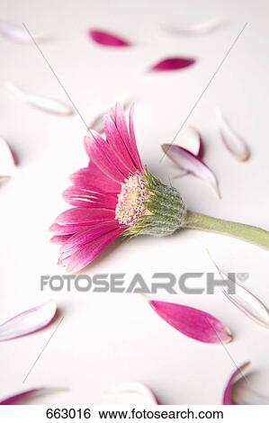 Stock Photograph - A Gerbera Daisy that has lost half its petals. Fotosearch