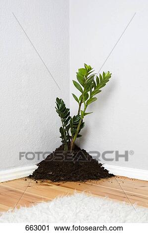 A plant growing out of a pile of dirt in the corner of a living room View Large Photo Image Stock Image - A plant growing out of a pile of dirt in the corner of a living room. Fotosearch