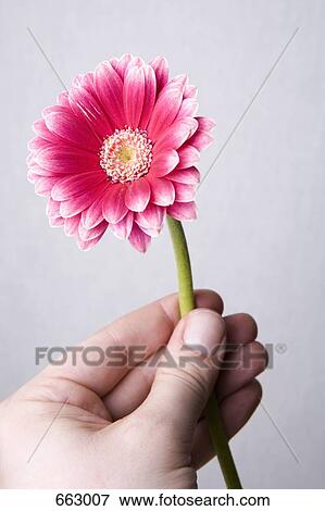 Stock Photo - Human hand holding a pink Gerbera Daisy. Fotosearch