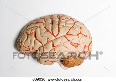 Stock Photograph - An anatomical model of human brain. Fotosearch
