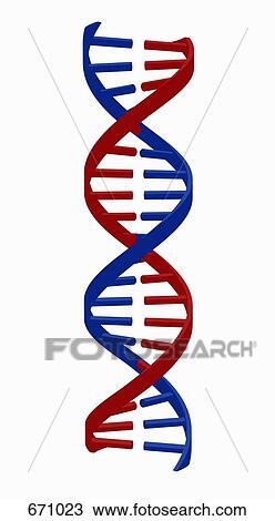 DNA strand View Large Illustration Drawing - DNA strand. Fotosearch