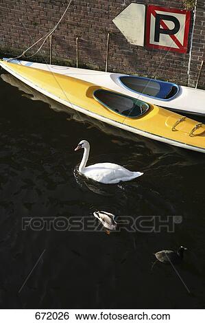 A swan and 2 ducks swimming in a canal in Amsterdam, Netherlands View Large Photo Image Stock Photograph - A swan and 2 ducks swimming in a canal in Amsterdam, Netherlands. Fotosearch