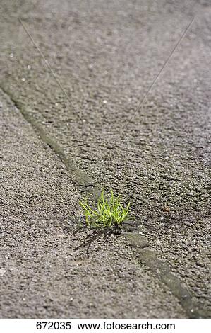 A weed growing in a crack in pavement View Large Photo Image Stock Photography - A weed growing in a crack in pavement. Fotosearch