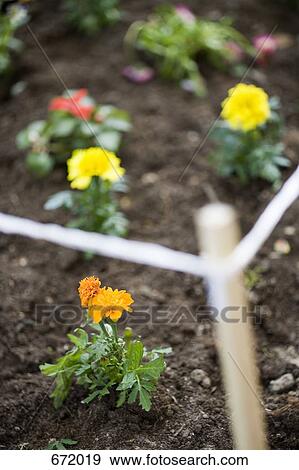 Garden with marigolds View Large Photo Image Stock Photo - Garden with marigolds. Fotosearch