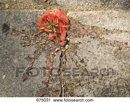 Stock Image - A tomato splattered on a sidewalk. Fotosearch