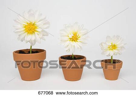 Three different sized potted Chrysanthemum flowers View Large Photo Image Stock Photo - Three different sized potted Chrysanthemum flowers. Fotosearch