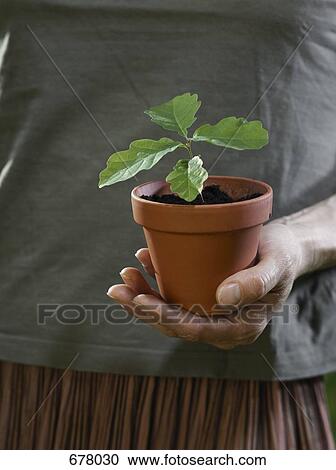 Stock Image - A cupped hand holding a potted plant. Fotosearch