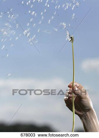 A human hand holding a dandelion (Taraxacum) with its seeds blowing away View Large Photo Image Stock Image - A human hand holding a dandelion (Taraxacum) with its seeds blowing away. Fotosearch