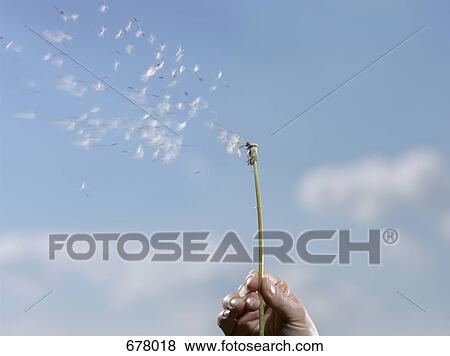 A human hand holding a dandelion (Taraxacum) with its seeds blowing away View Large Photo Image Stock Photo - A human hand holding a dandelion (Taraxacum) with its seeds blowing away. Fotosearch