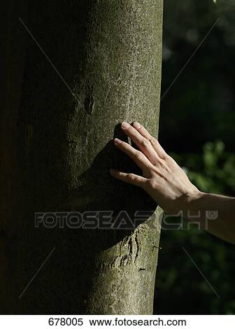 A human hand touching a tree trunk View Large Photo Image Stock Photography - A human hand touching a tree trunk. Fotosearch