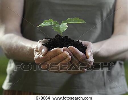 Cupped human hands holding a plant in loose soil View Large Photo Image Picture - Cupped human hands holding a plant in loose soil. Fotosearch