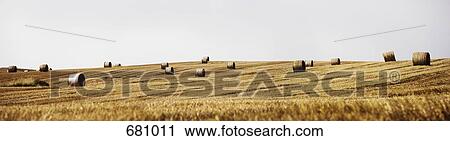 Stock Image - Bales of hay in a field. Fotosearch