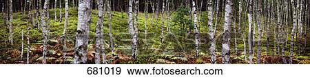 Stock Photo - Birch Tree Grove. Fotosearch
