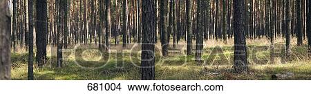 Midsection of a Pine wood View Large Photo Image Picture - Midsection of a Pine wood. Fotosearch