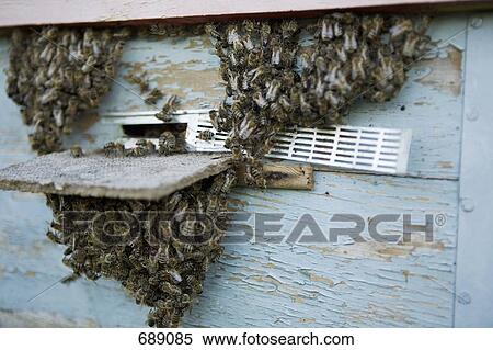 A bee hive View Large Photo Image Stock Photography - A bee hive. Fotosearch
