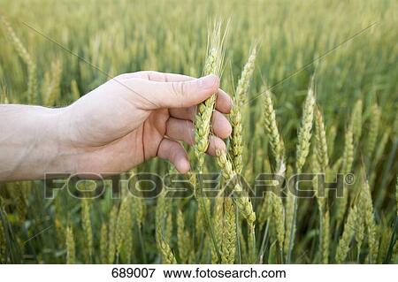 A hand holding a piece of wheat in a wheat field View Large Photo Image Stock Photo - A hand holding a piece of wheat in a wheat field. Fotosearch