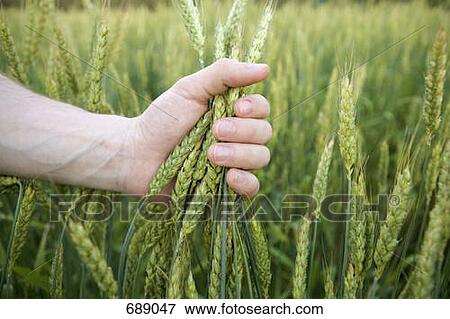 A hand holding wheat in a wheat field View Large Photo Image Stock Photo - A hand holding wheat in a wheat field. Fotosearch