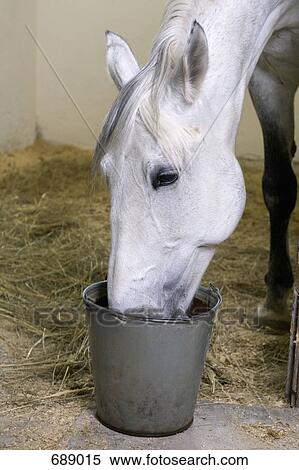 A horse feeding from a bucket View Large Photo Image Stock Photography - A horse feeding from a bucket. Fotosearch