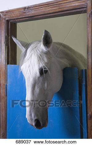 A horse's head looking over a stable door View Large Photo Image Stock Photo - A horse's head looking over a stable door. Fotosearch