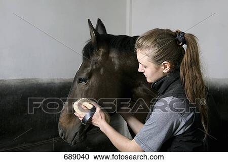 A young woman grooming a horse View Large Photo Image Stock Image - A young woman grooming a horse. Fotosearch