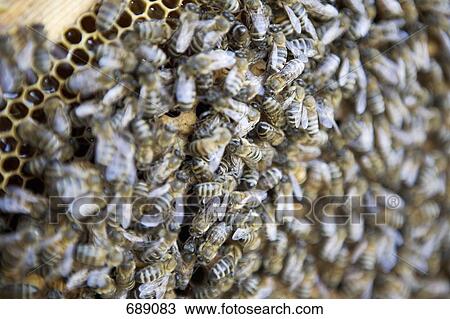 Stock Image - Honey bees (Apis mellifera). Fotosearch