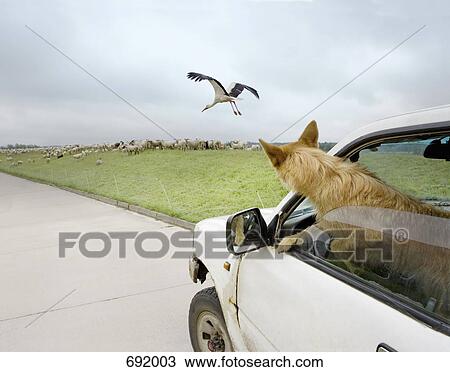 Stock Image - A dog leaning out a car window. Fotosearch