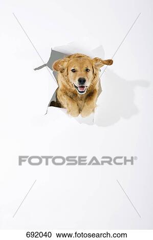 Stock Image - A Golden Retriever jumping through white paper. Fotosearch