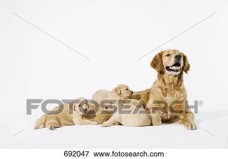 Stock Photo - A Golden Retriever with her puppies. Fotosearch