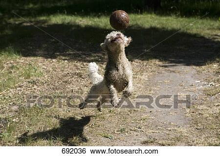 A Spanish Water Dog jumping in mid-air to get a soccer ball View Large Photo Image Stock Photograph - A Spanish Water Dog jumping in mid-air to get a soccer ball. Fotosearch