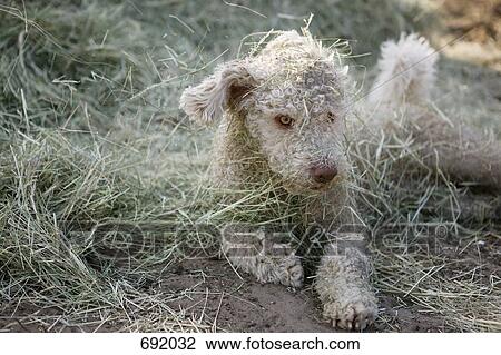 A Spanish Water Dog lying down, covered in grass View Large Photo Image Stock Image - A Spanish Water Dog lying down, covered in grass. Fotosearch