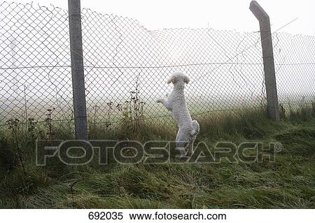 A Spanish Water Dog rearing up and leaning on a fence View Large Photo Image Stock Photography - A Spanish Water Dog rearing up and leaning on a fence. Fotosearch