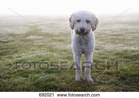 A Spanish Water Dog standing a field View Large Photo Image Stock Image - A Spanish Water Dog standing a field. Fotosearch