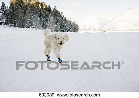 A Spanish Water Dog wearing booties and running through the snow View Large Photo Image Stock Photo - A Spanish Water Dog wearing booties and running through the snow. Fotosearch