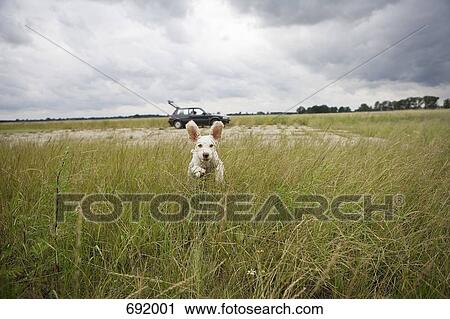 A Spanish Waterdog running through a field View Large Photo Image Stock Image - A Spanish Waterdog running through a field. Fotosearch