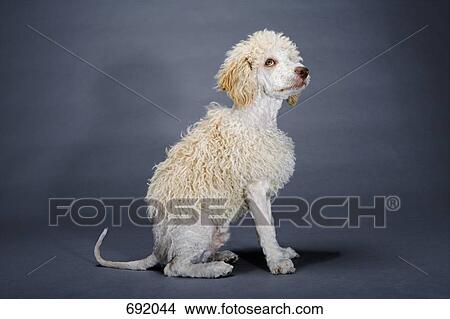 A Spanish Waterdog shaved to look like a poodle View Large Photo Image Picture - A Spanish Waterdog shaved to look like a poodle. Fotosearch