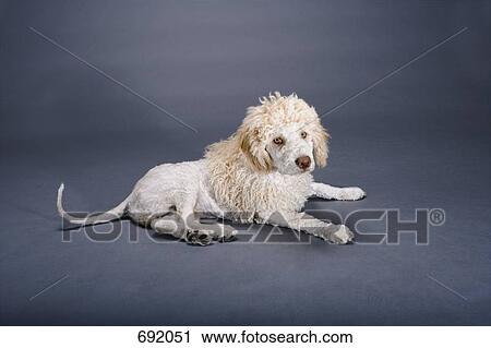A Spanish Waterdog shaved to look like a lion View Large Photo Image Stock Image - A Spanish Waterdog shaved to look like a lion. Fotosearch