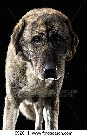 Anatolian Shepherd Dog, Portrait View Large Photo Image Stock Image - Anatolian Shepherd Dog, Portrait. Fotosearch