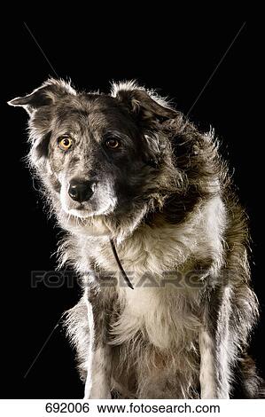 Border Collie Mixed Breed View Large Photo Image Stock Photograph - Border Collie Mixed Breed. Fotosearch
