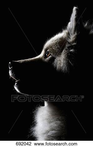 Stock Image - Eurasier, portrait. Fotosearch