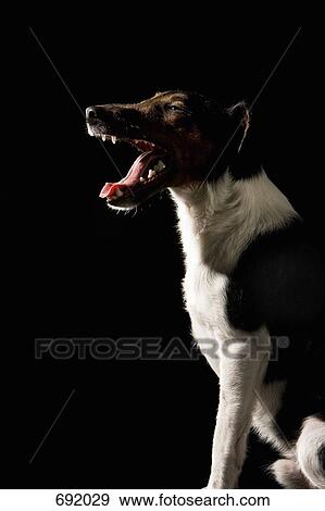 Stock Photo - Fox Terrier, portrait. Fotosearch