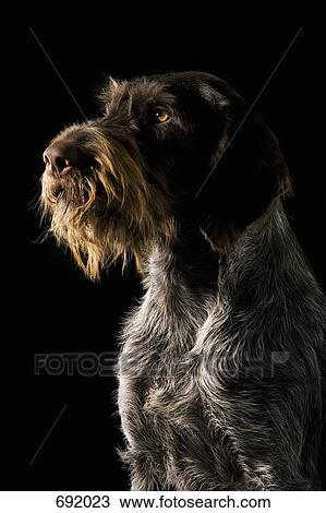 German Wirehaired Pointer View Large Photo Image Stock Image - German Wirehaired Pointer. Fotosearch