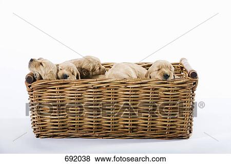Golden Retriever puppies View Large Photo Image Stock Photo - Golden Retriever puppies. Fotosearch