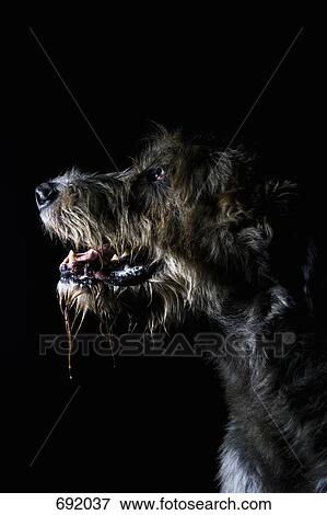 Stock Photo - Irish Wolfhound, portrait. Fotosearch