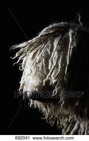Komondor, portrait View Large Photo Image Stock Image - Komondor, portrait. Fotosearch