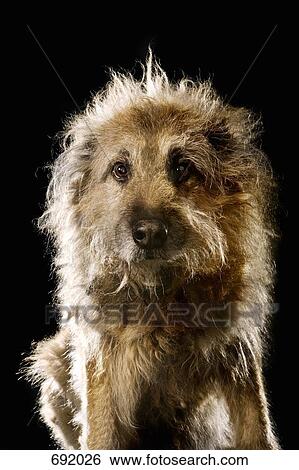 Mixed-Breed dog, portrait View Large Photo Image Stock Photograph - Mixed-Breed dog, portrait. Fotosearch